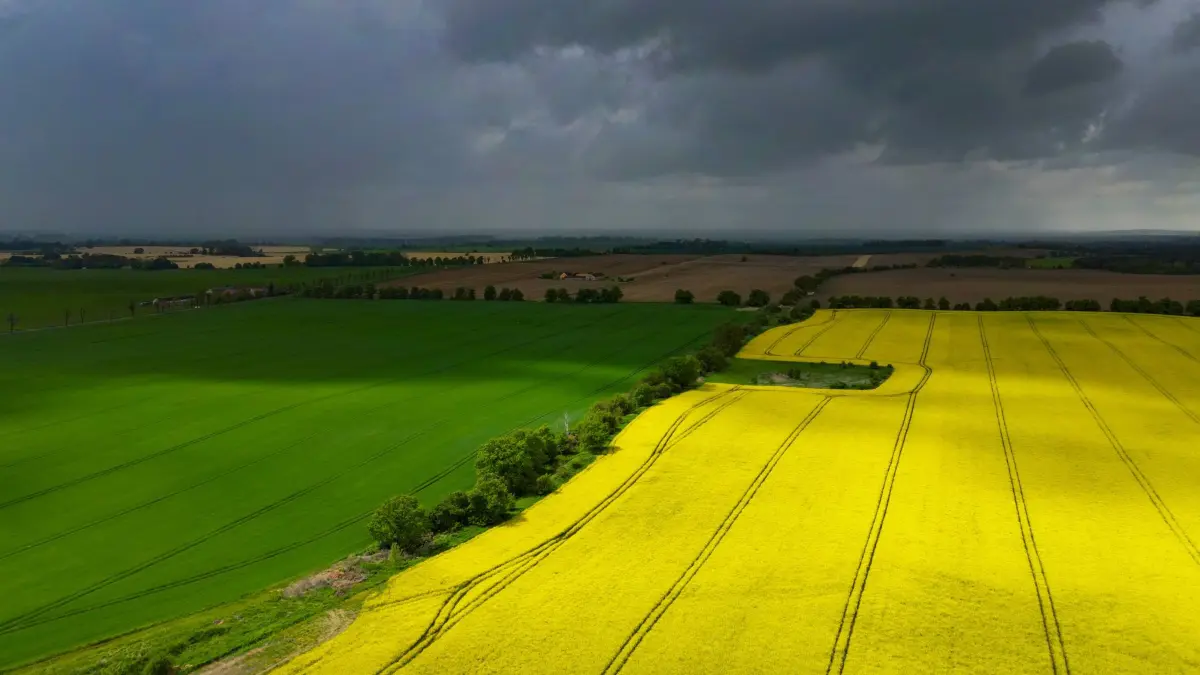 Regenwetter in Brandenburg: 11.05.2026, Brandenburg, Heinersdorf: Dunkle Regenwolken ziehen über die Landschaft mit grünen Getreidefeldern und leuchtend gelben Rapsfeldern im östlichen Brandenburg (Luftaufnahme mit einer Drohne). Foto: Patrick Pleul/dpa +++ dpa-Bildfunk +++
