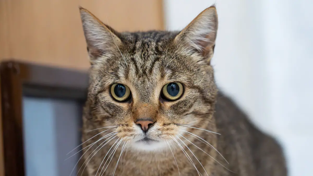 Tierheim: Schwedt, 123.05.2026: Kater Klausi muss den Verlust seines Frauchens verarbeiten. Im Tierheim hofft er auf ein neues Zuhause.