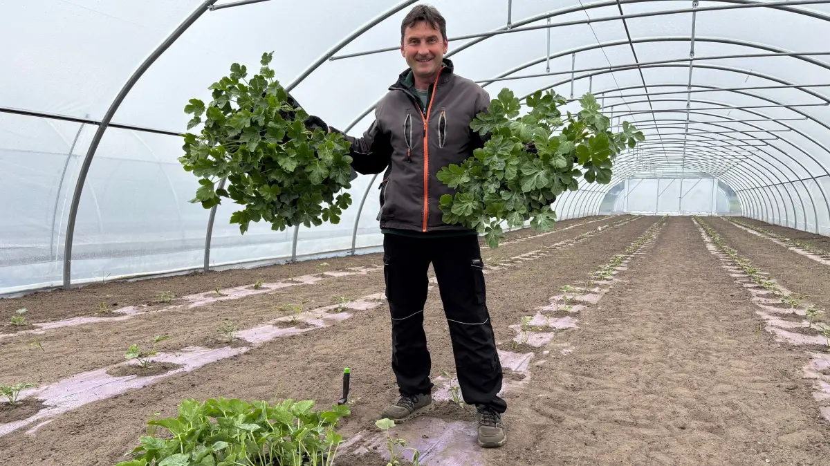 Attila Puszti Melonenmann Melonen-Mann Melone Melonen Heidelbeeren Heidelbeerfeld Gewächshaus Velten Mai 2026