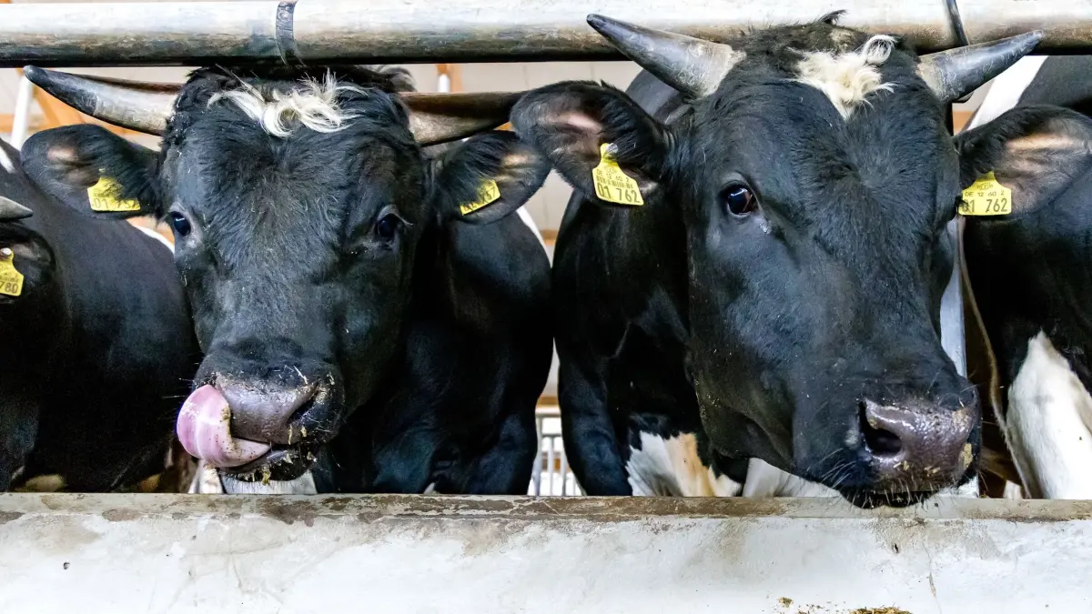 Reaktion auf Rinderdiebstähle in Brandenburg: 15.05.2026, Brandenburg, Herzberg: Bullen stehen in einem Stall der Agrargenossenschaft Gräfendorf eG, Ende April hatten Unbekannte in Gräfendorf bei Herzberg (Elbe-Elster) 70 Rinder gestohlen und einen Schaden von rund 50.000 Euro verursacht. Drei weitere Diebstähle gab es in den letzten Tagen. Foto: Frank Hammerschmidt/dpa +++ dpa-Bildfunk +++