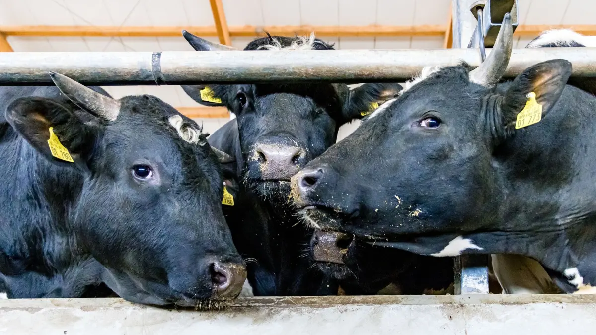 Reaktion auf Rinderdiebstähle in Brandenburg: 15.05.2026, Brandenburg, Herzberg: Bullen stehen in einem Stall der Agrargenossenschaft Gräfendorf eG, Ende April hatten Unbekannte in Gräfendorf bei Herzberg (Elbe-Elster) 70 Rinder gestohlen und einen Schaden von rund 50.000 Euro verursacht. Drei weitere Diebstähle gab es in den letzten Tagen. Foto: Frank Hammerschmidt/dpa +++ dpa-Bildfunk +++