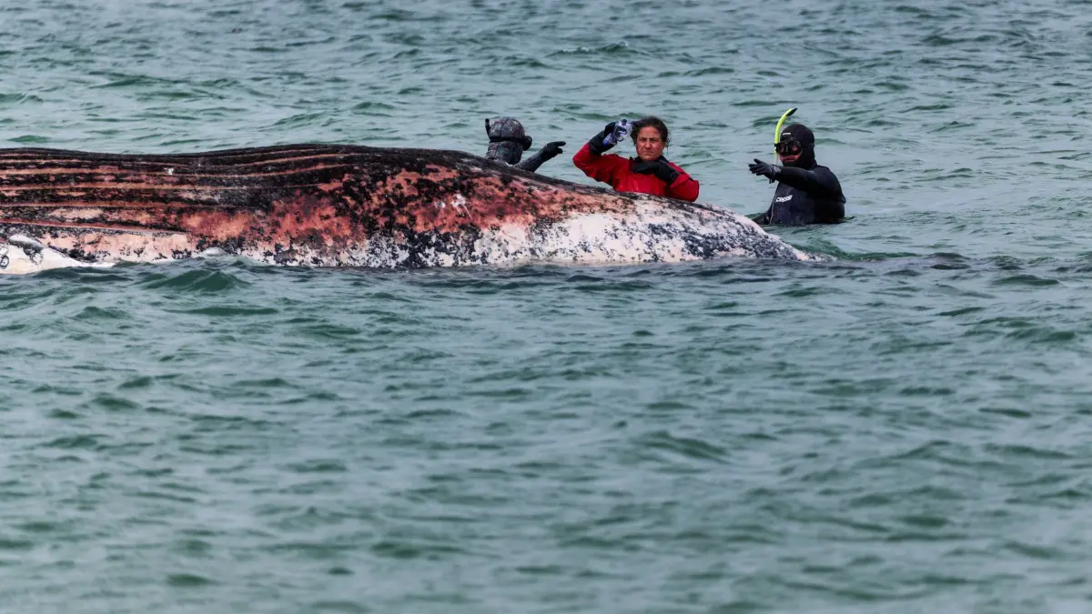 Toter Wal vor dänischer Insel Anholt entdeckt: 16.05.2026, Dänemark, Anholt: Tierärztin Anne Herrschaft begutachtet zusammen mit Helfern einen toten Wal, der vor der dänischen Insel Anholt liegt. Unklar ist, ob es sich um den als Timmy bekannten Buckelwal handelt, der Ende März erstmals vor Timmendorfer Strand gestrandet war und rund einen Monat später in die Nordsee transportiert wurde. Foto: Marcus Golejewski/dpa +++ dpa-Bildfunk +++