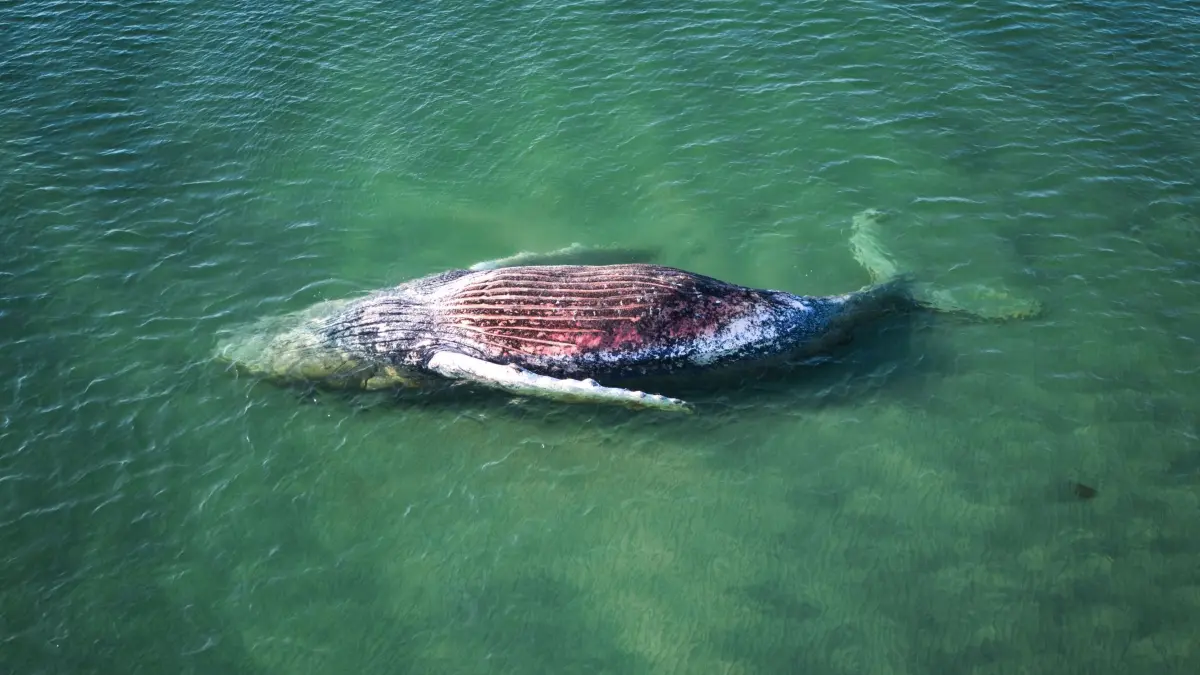 Toter Wal vor dänischer Insel Anholt entdeckt