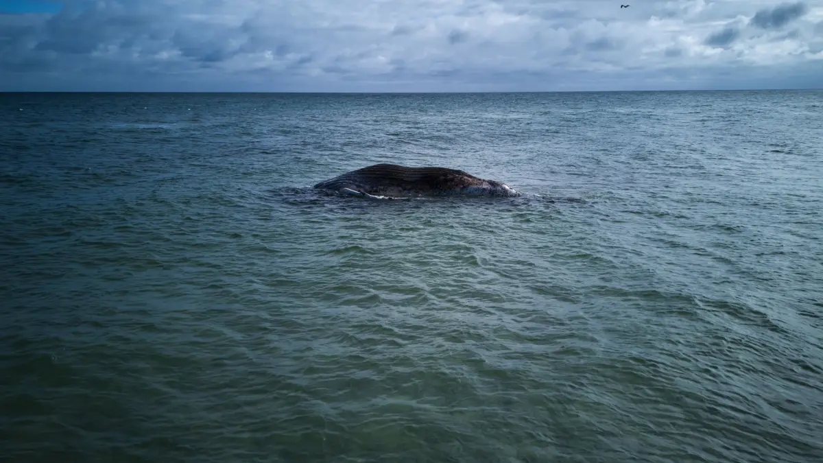 Toter Wal vor dänischer Insel Anholt entdeckt: 17.05.2026, Dänemark, Anholt: Ein toter Wal liegt vor der dänischen Insel Anholt. Es handelt sich um den als Timmy bekannten Buckelwal, der Ende März erstmals vor Timmendorfer Strand gestrandet war und rund einen Monat später in die Nordsee transportiert wurde. (Luftaufnahme mit einer Drohne) Foto: Marcus Golejewski/dpa +++ dpa-Bildfunk +++
