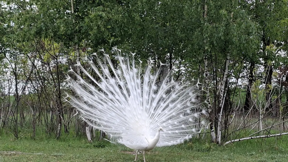 weißer Pfau schlägt ein Rad