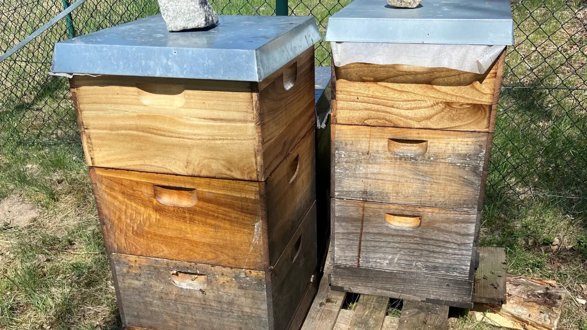 So sagen die Beuten aus, die in Strausberg einem dreisten Diebstahl zum Opfer gefallen sind. Den Schaden trägt der Hobby-Imker allein.