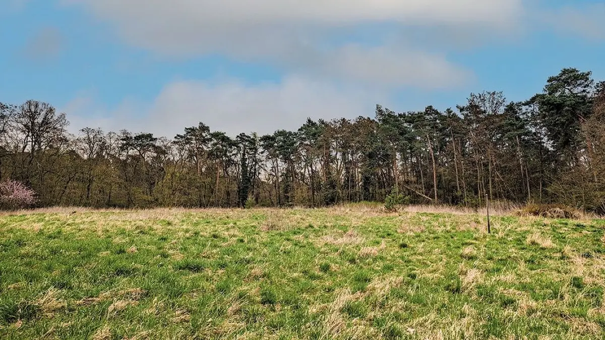 Grundstück am Ortsrand von Steinhöfel bei Fürstenwalde: Diese Fläche wird im Juni in Berlin versteigert.