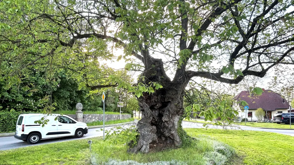Naturdenkmal bei Eberswalde: Die Rüster in der Dorfmitte von Sommerfelde ist so etwas wie das Wahrzeichen des Ortsteiles. Und eigentlich nur noch ein Baumveteran.