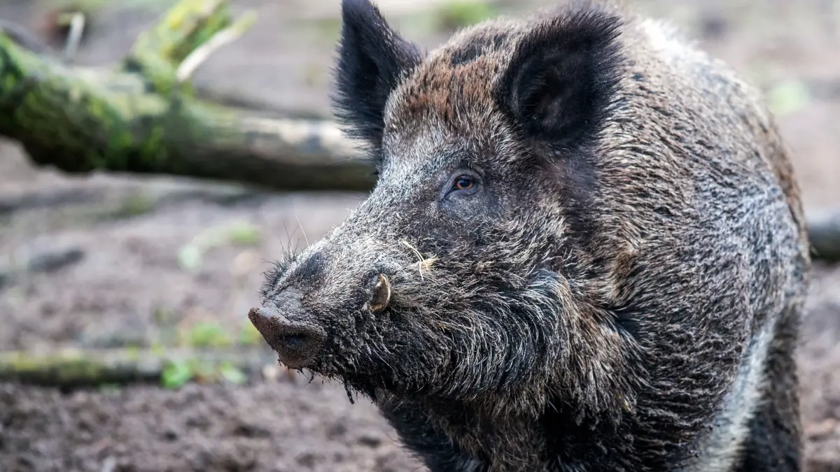 Ein Wildschwein hat in Wendisch Rietz für Angst gesorgt. Was war der Grund für die Aggressivität? (Archivbild)