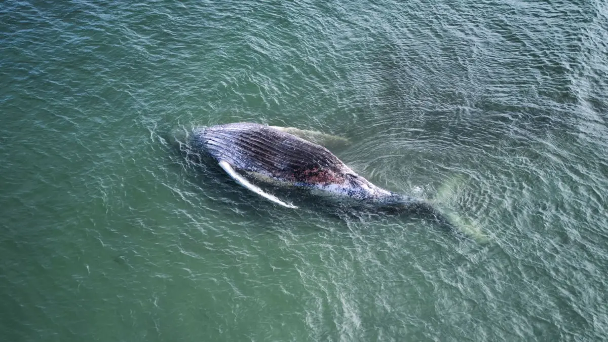 dpatopbilder - 17.05.2026, Dänemark, Anholt: Ein toter Wal liegt vor der dänischen Insel Anholt. Es handelt sich um den als Timmy bekannten Buckelwal, der Ende März erstmals vor Timmendorfer Strand gestrandet war und rund einen Monat später in die Nordsee transportiert wurde. (Luftaufnahme mit einer Drohne) Foto: Marcus Golejewski/dpa +++ dpa-Bildfunk +++
