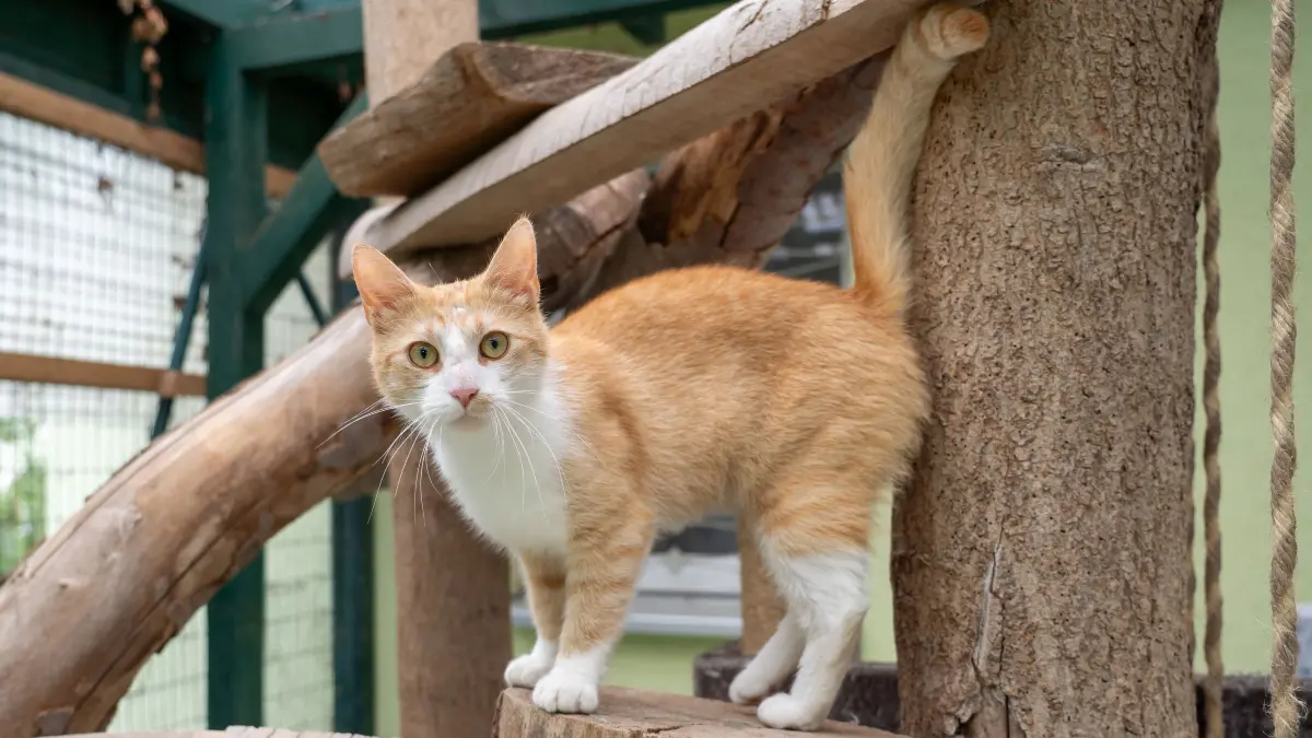 Tierheim Schwedt: Schwedt, 21.05.2026: Mucki ist ein zweijähriger Kater, der als Fundtier im Schwedter Tierheim gelandet ist.