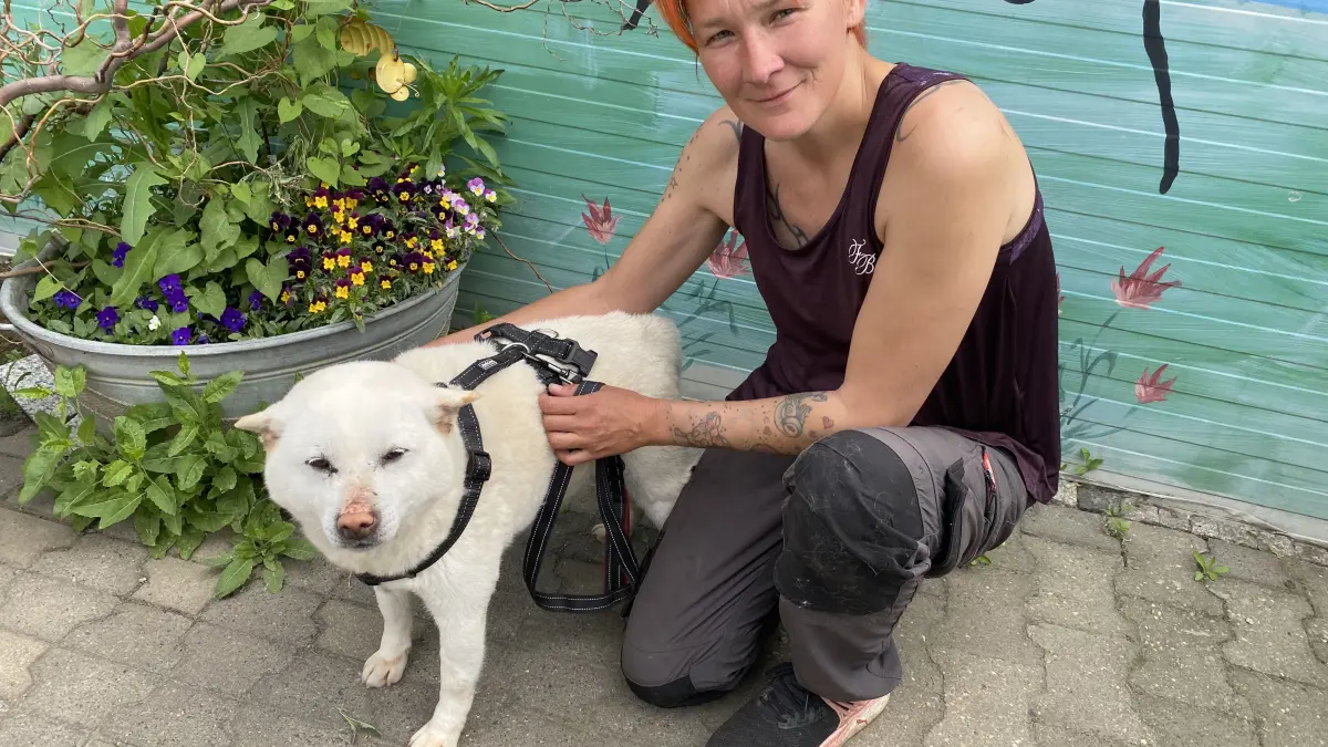 Sucht ein neues Zuhause: der neunjährige Shiba Ino Knut. Tierheimmitarbeiterin Kathleen Bonack präsentiert den freundlichen Rüden in Alinas Tierheim in Eisenhüttenstadt.