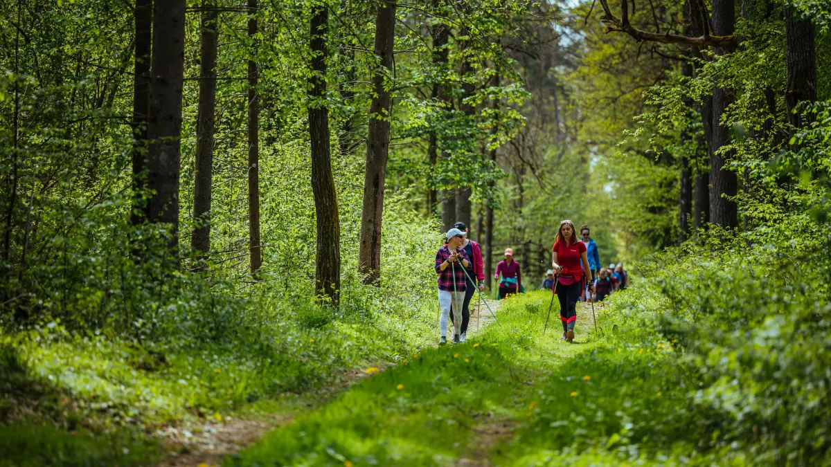 Weg für Nordic Walking oder einfach zum Wandern rund um Barlinek/Lubuskie.