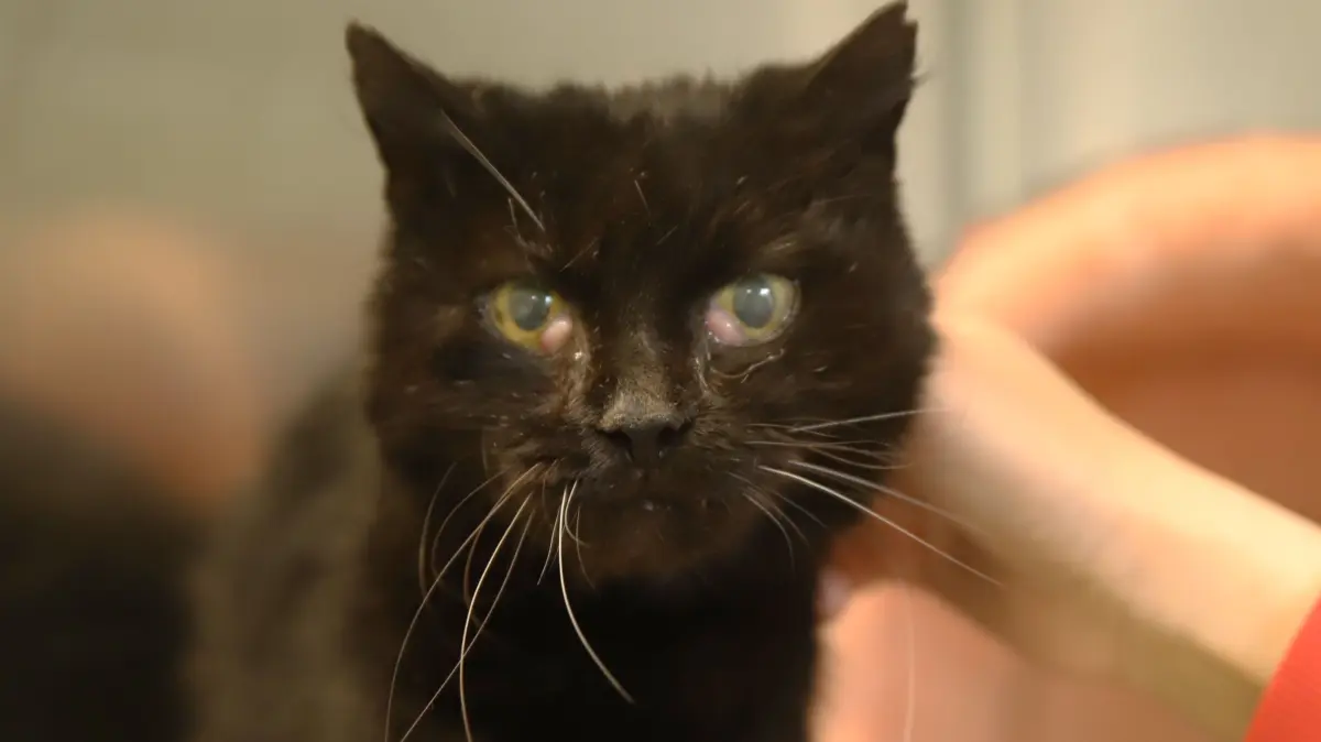 Minka wurde diese Katze getauft, die im Tierheim Fürstenwalde wieder zu Kräften kommt. Eine Autofahrerin wurde auf das ausgehungerte Tier aufmerksam.