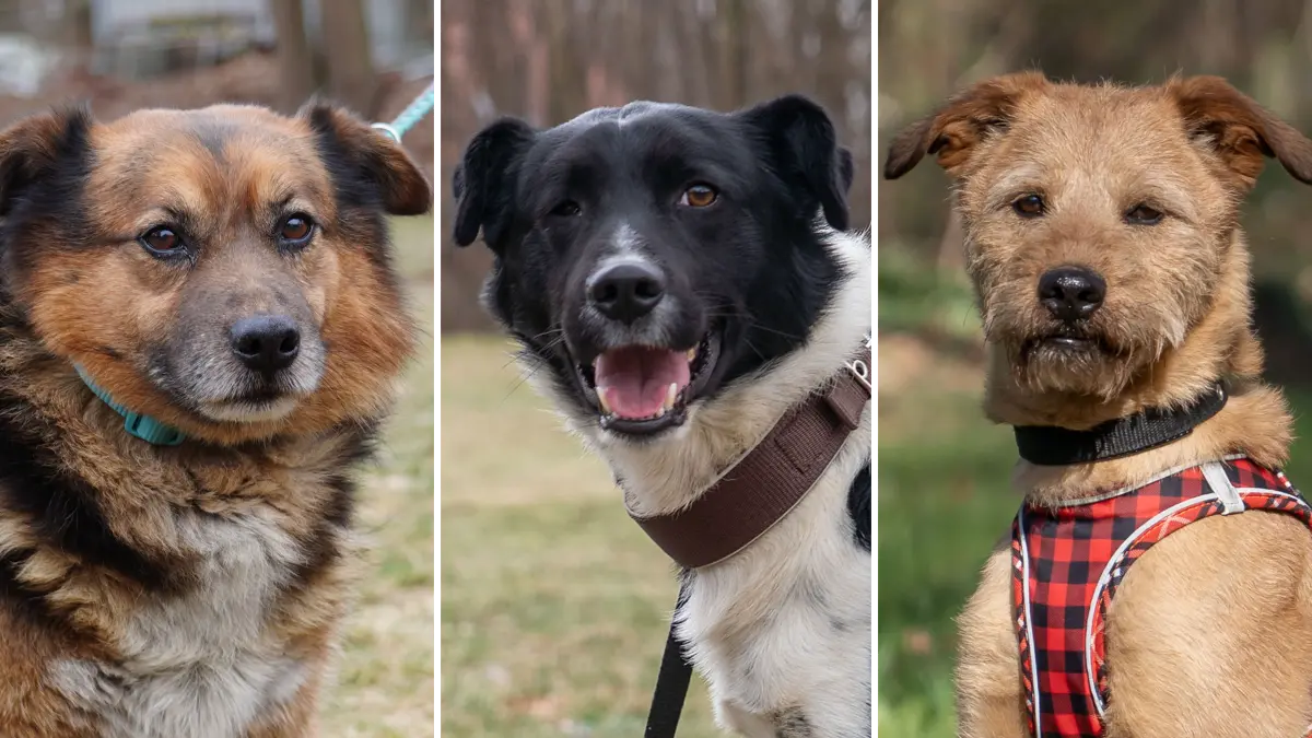Diese drei Problemfälle im Tierheim Schwedt hoffen auf ihre zweite Chance. Pumba, Taco und Burrito (v.l.) gehören zu den Hunden, die bislang niemand adoptieren will.