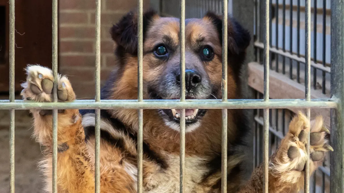 Tierheim Schwedt: Schwedt, 25.05.2026: Tierheim Schwedt, Hund Pumba