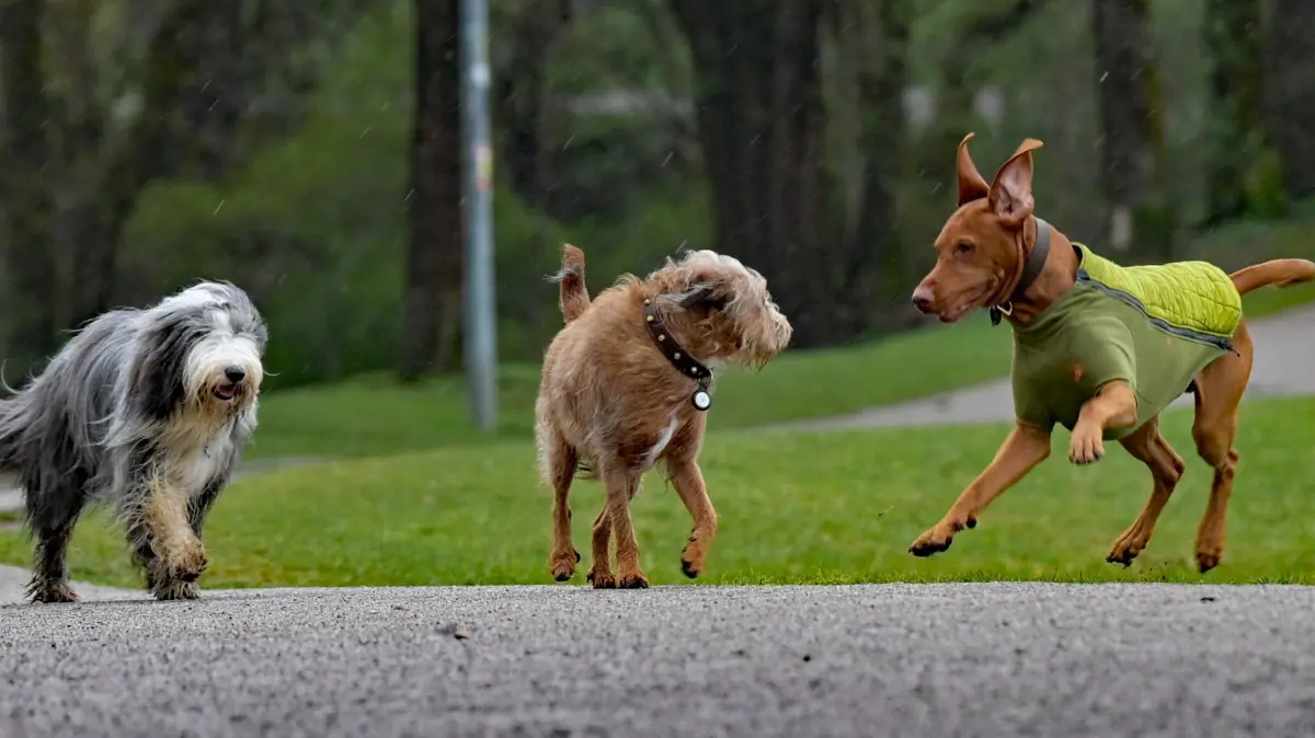 Ohne Leine mit anderen Hunden spielen: Das soll künftig auch in Strausberg möglich sein. Es gibt einen erneuten Anlauf für ein Hundeauslaufgebiet in der Stadt am See. (Symbolbild)