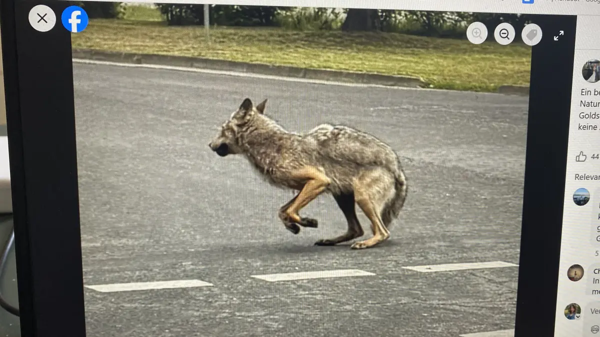 Foto vom Laptop, dargestellt: ein Wolf auf der B158 im Wandlitzer Ortsteil Basdorf