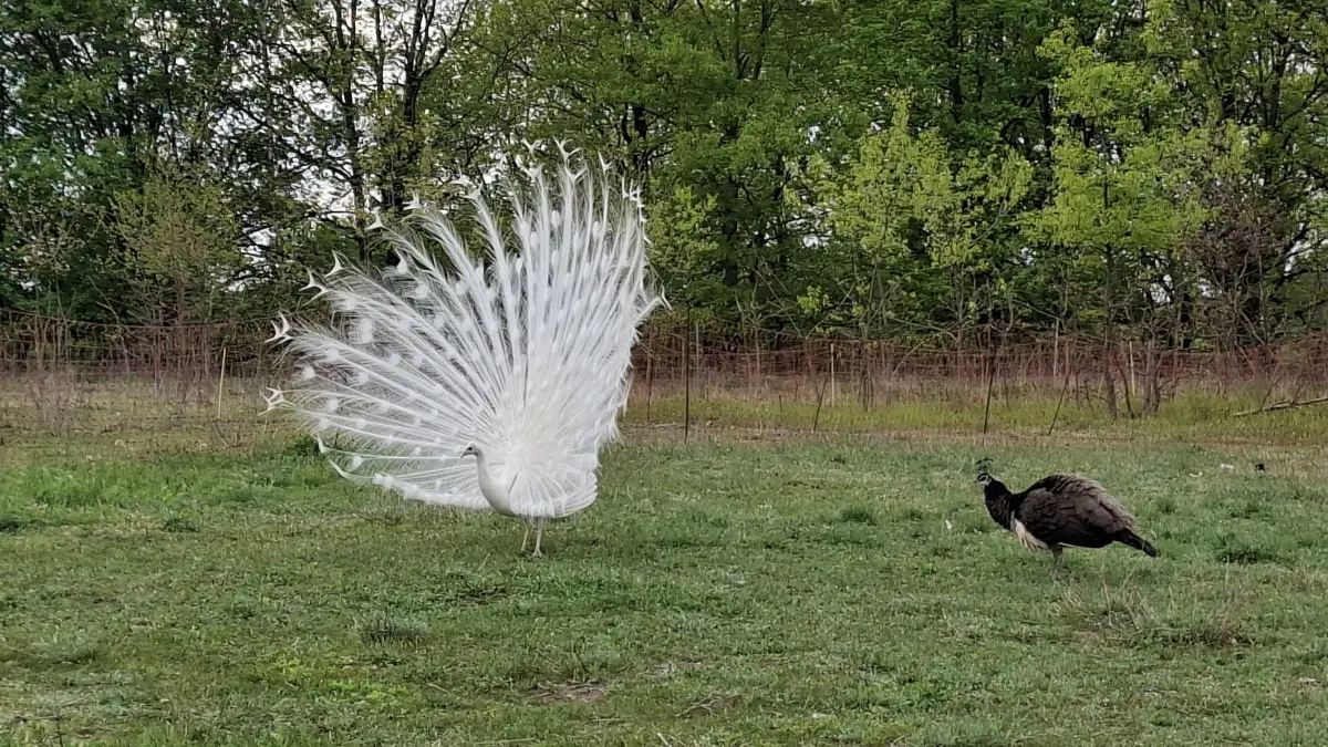 Seltener weißer Pfau Mr. Snow wurde vermisst und ist wieder da. Rechts neben ihm eines seiner Weibchen