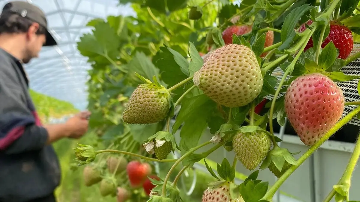 Auf dem Obsthof Neumann sind die Erdbeeren reif