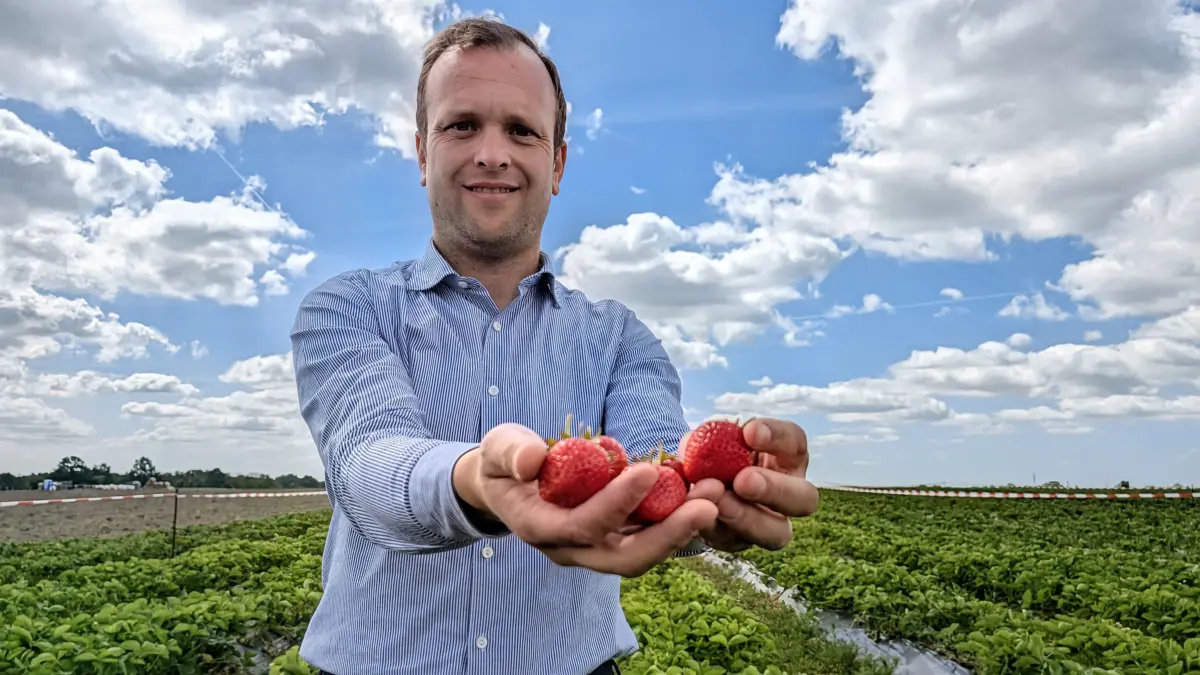 Peter Thuile, Geschäftsführer der BB Brandenburger Obst GmbH in Wesendahl, präsentiert stolz die ersten Erdbeeren der Sorte Rendezvous.