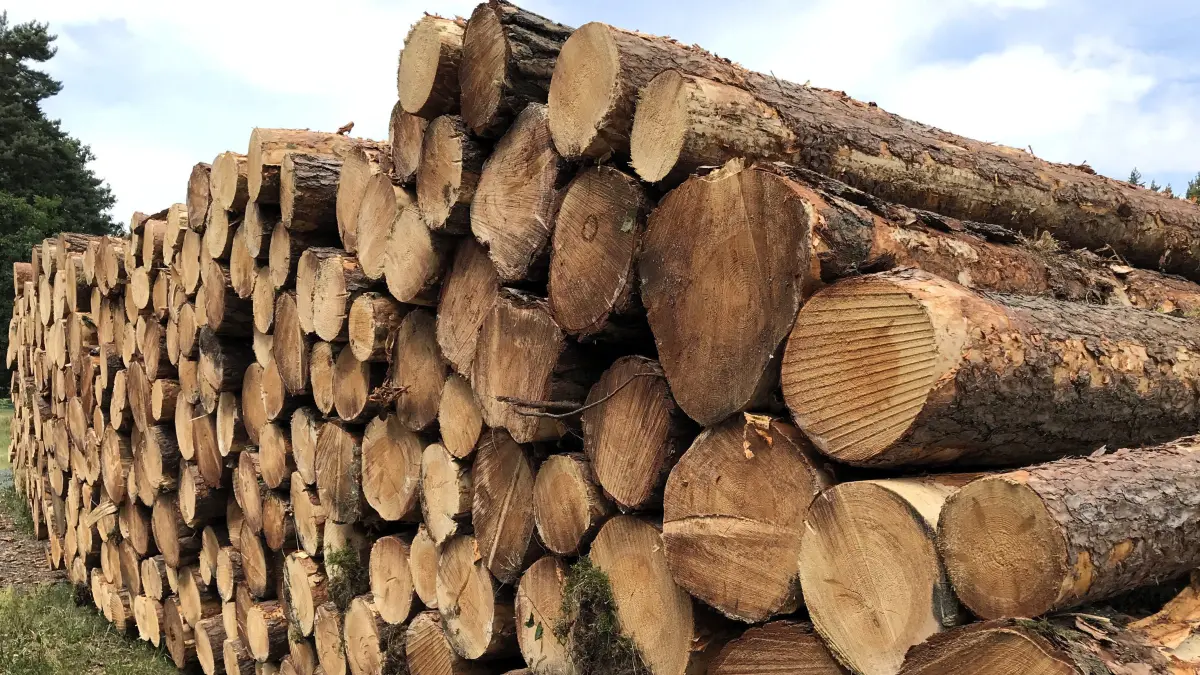 Holz Baumfällung 2025: Eisenhüttenstadt. Ein Holzstapel mit Stämmen gefällter und geschnittener Bäue liegt auf einem Sammelplatz an der B 246 bei Eisenhüttenstadt. Foto vom 06.07.2025 Foto: Frank Groneberg