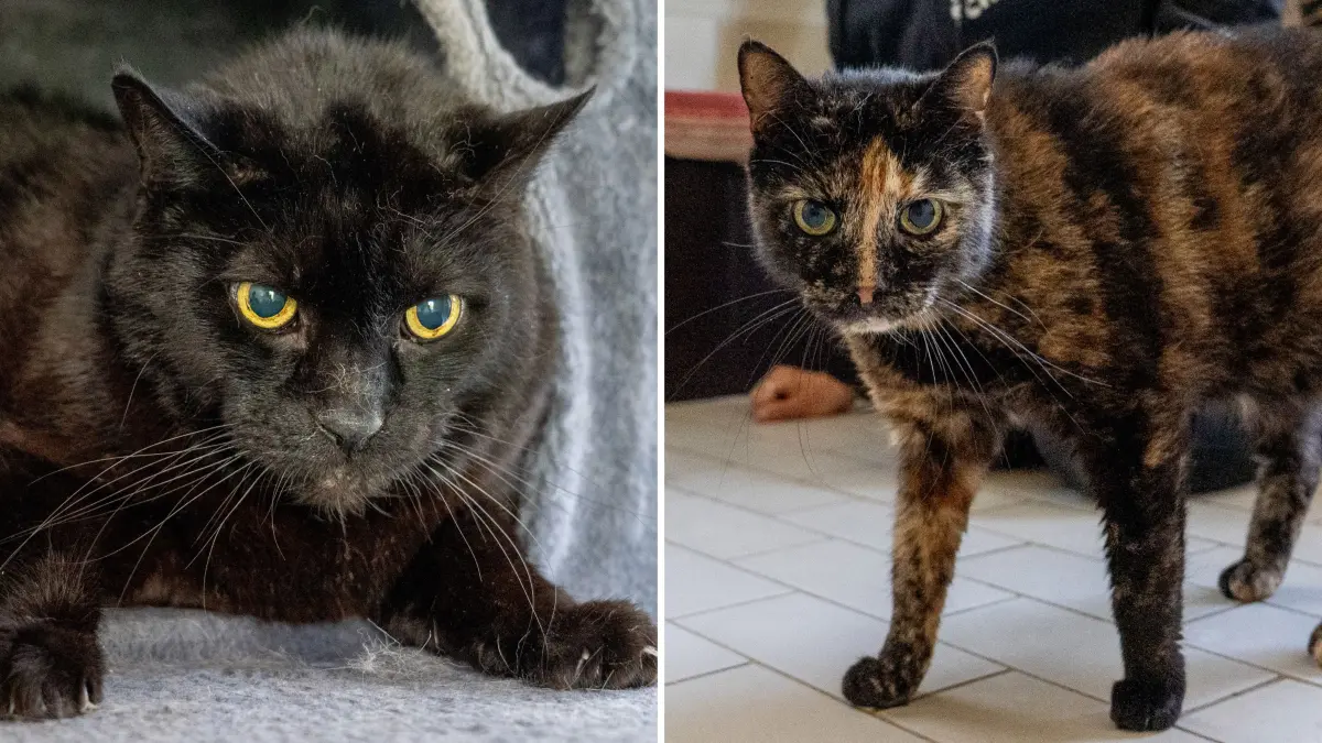 Ein schwarzer Kater und eine Schildpattkatze sind die aktuellen Sorgenkinder im Schwedter Tierheim.