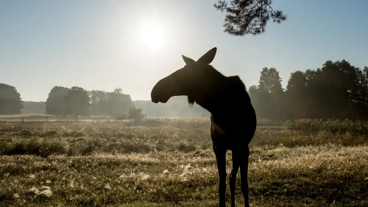 ARCHIV - 19.09.2015, Brandenburg, Groß Schönebeck: Die Elchkuh Sina steht in den frühen Morgenstunden im Wildpark Schorfheide auf einer Wiese. (zu dpa «Brandenburg überarbeitet Elch-Managementplan» vom 01.04.2018) Foto: Patrick Pleul/dpa-Zentralbild/dpa +++ dpa-Bildfunk +++