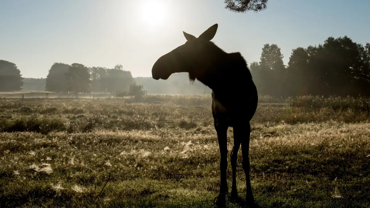 ARCHIV - 19.09.2015, Brandenburg, Groß Schönebeck: Die Elchkuh Sina steht in den frühen Morgenstunden im Wildpark Schorfheide auf einer Wiese. (zu dpa «Brandenburg überarbeitet Elch-Managementplan» vom 01.04.2018) Foto: Patrick Pleul/dpa-Zentralbild/dpa +++ dpa-Bildfunk +++