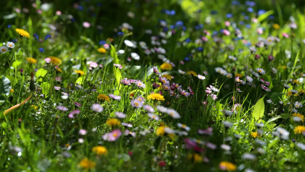 Eine Wiese mit Wildkräutern in einem Garten