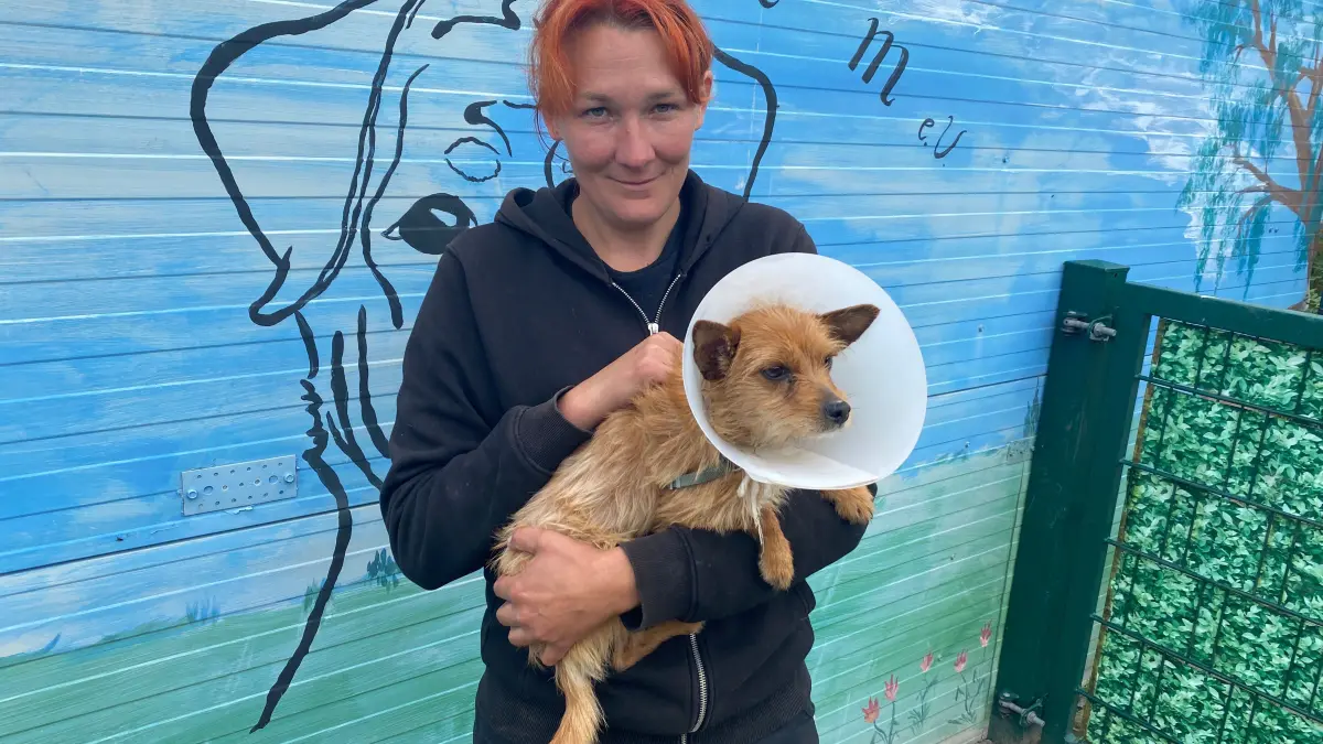 Fundhund mit Lebererkrankung: Nach einer erfolgreichen Operation kann der eineinhalbjährige Monty von Alinas Tierheim vermittelt werden. Mitarbeiterin Kathleen Bonack hält den etwa drei Kilogramm leichten Hund in den Armen.