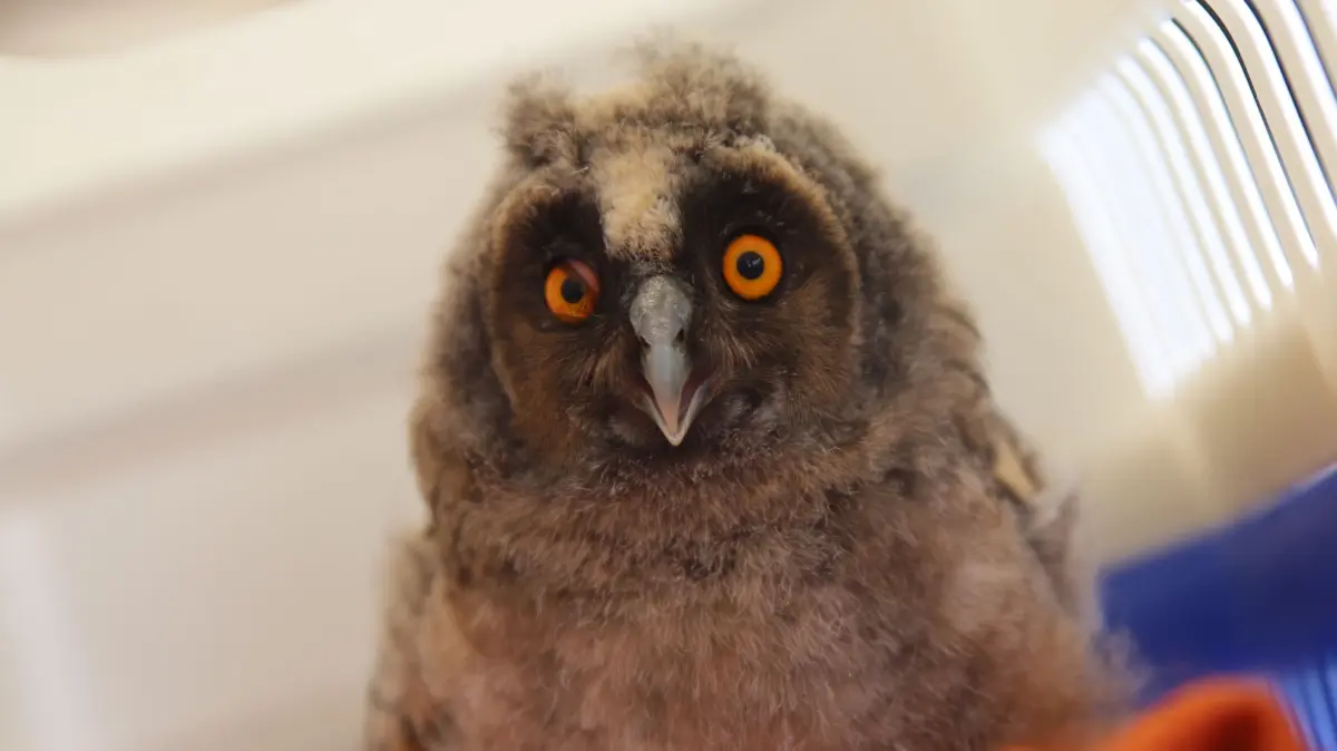 Diese Waldohreule wurde in Frankfurt (Oder) gefunden und ins Tierheim Fürstenwalde gebracht. Dort kümmert man sich jedes Jahr um 300 Wildtiere in Not.