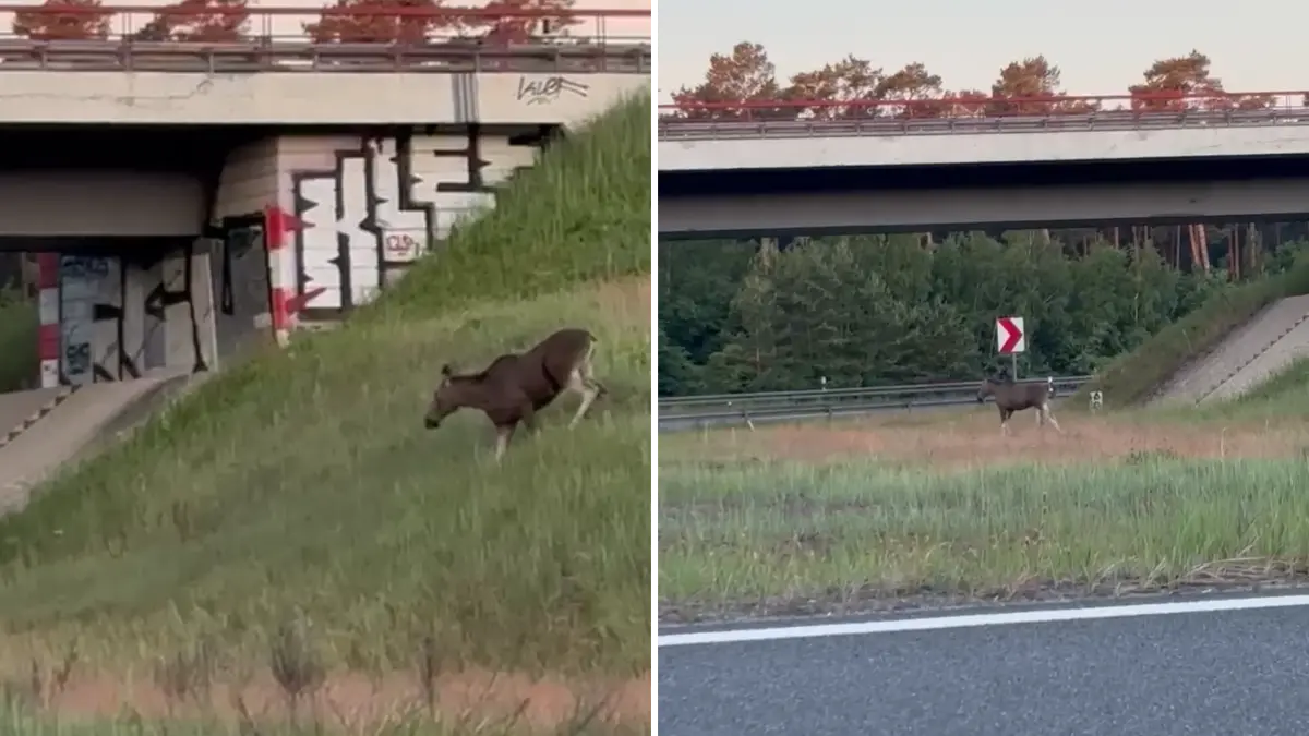 Screenshots aus einem Video: Ein Elch in Brandenburg, und zwar direkt am Autobahndreieck Spreeau. Das Dreieck verbindet die Autobahnen A12 und A10 miteinander.