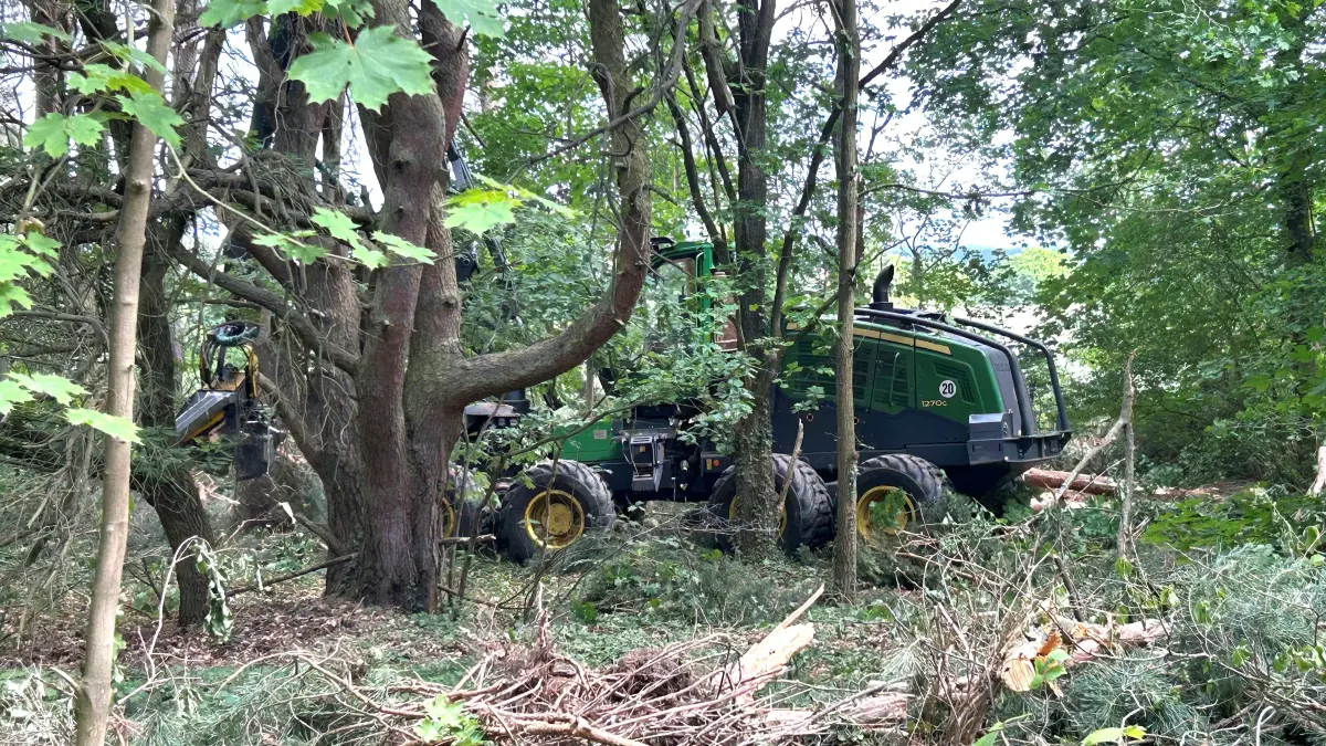 Holzernte in Eberswalde: An den Ostender Höhen sind Baumfällarbeiten in Gange. Schwere Technik bahnt sich den Weg durchs Dickicht.