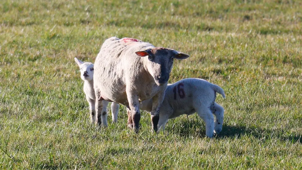 Schafe: PRODUKTION - 18.03.2026, Schleswig-Holstein, Dagebüll: Schafe stehen bei Sonnenschein mit ihren Lämmern auf einer Wiese in Nordfriesland. (zu dpa: «Schafe im Gleis lösen erneut Polizeieinsatz aus») Foto: Frank Molter/dpa +++ dpa-Bildfunk +++