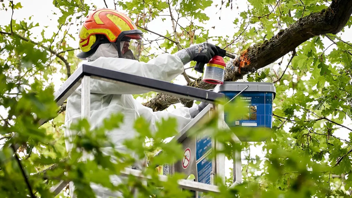 Massiver Ausbruch des Eichenprozessionsspinners in Berlin: 12.06.2026, Berlin: Mitarbeiter einer Spezialfirma entfernt mit Hilfe eines Bunsenbrenners ein Nest des Eichenprozessionsspinners im Stadtteil Jungfernheide. Angesichts der Plage durch die Raupe des Eichenprozessionsspinners in Berlin will der Senat mit den Bezirken über Schutzmaßnahmen beraten. Foto: Michael Ukas/dpa +++ dpa-Bildfunk +++