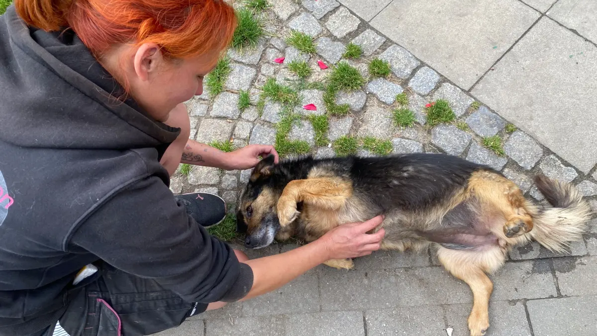 Ist verschmust und anhänglich: der fünfjährige Hund Carla. Mitarbeiterin Kathleen Bonack beschäftigt sich gerade in Alinas Tierheim in Eisenhüttenstadt mit ihr.