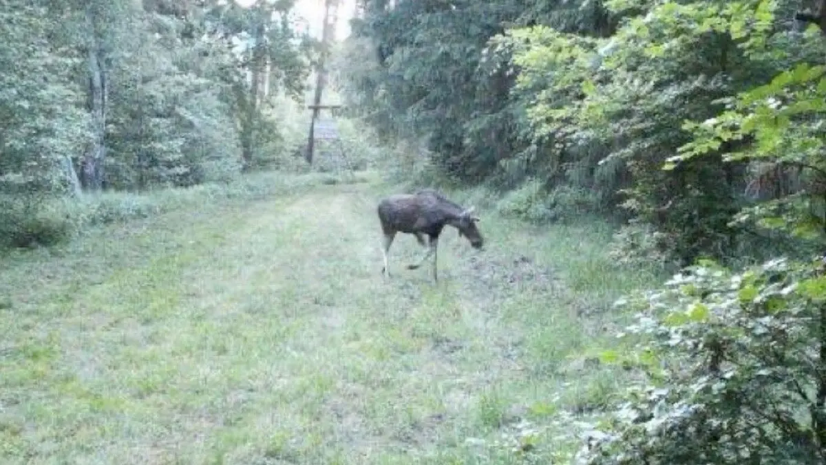 Müllrose. Eine Wildkamera, die westlich von Müllrose platziert ist, fotografiert am 05.06.2026 um 21.27 Uhr einen Elch. Foto: Forstbetrieb Müllrose - honorarfrei für Märkisches Medienhaus