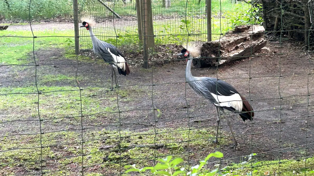 Mit strohgelbem Büschel auf dem Hinterkopf: Im Zoo von Eberswalde schreitet das Kronenkranich-Pärchen gemächlich durch sein Gehege, das es sich mit den ursprünglich ebenfalls aus Afrika stammenden Watussi-Rindern teilt.