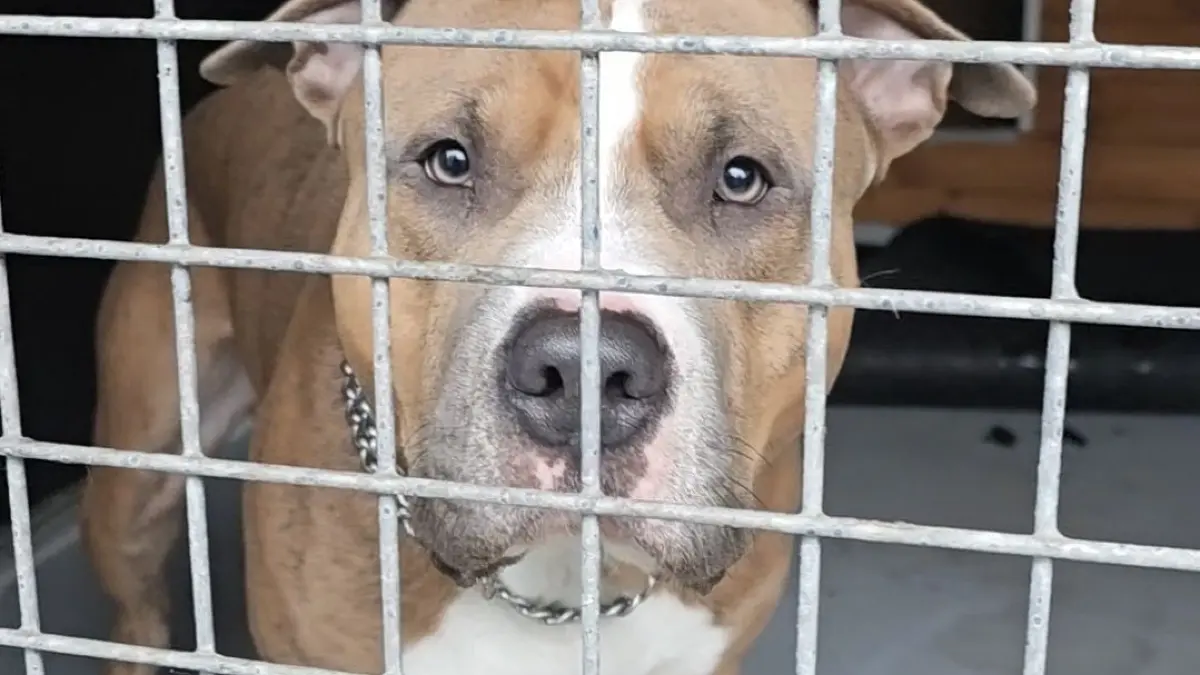 American Staffordshire Terrier Tyson wurde im November 2025 an der A24 bei Herzsprung ausgesetzt. Das Tier wurde offensichtlich von seinem Halter als Kampfhund abgerichtet.