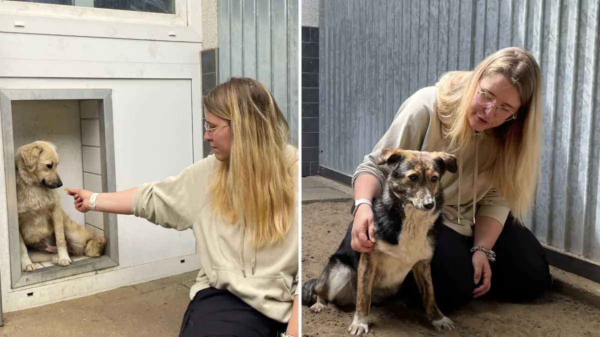 Barby (links) ist noch skeptisch, ob sie der stellvertretenden Tierheimleiterin in Märkisch Buchholz, Denise Möbius, vertrauen kann. Bella (rechts) ist da schon etwas weiter. Die beiden Straßenhunde aus Rumänien sind sehr misstrauisch.