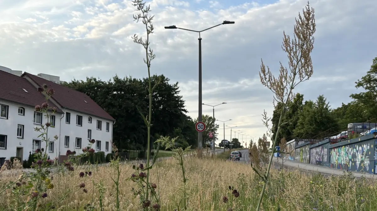 Hochstehende Mahd in der Kieler Straße in Frankfurt (Oder), im Hintergrund Straßenlaternen.