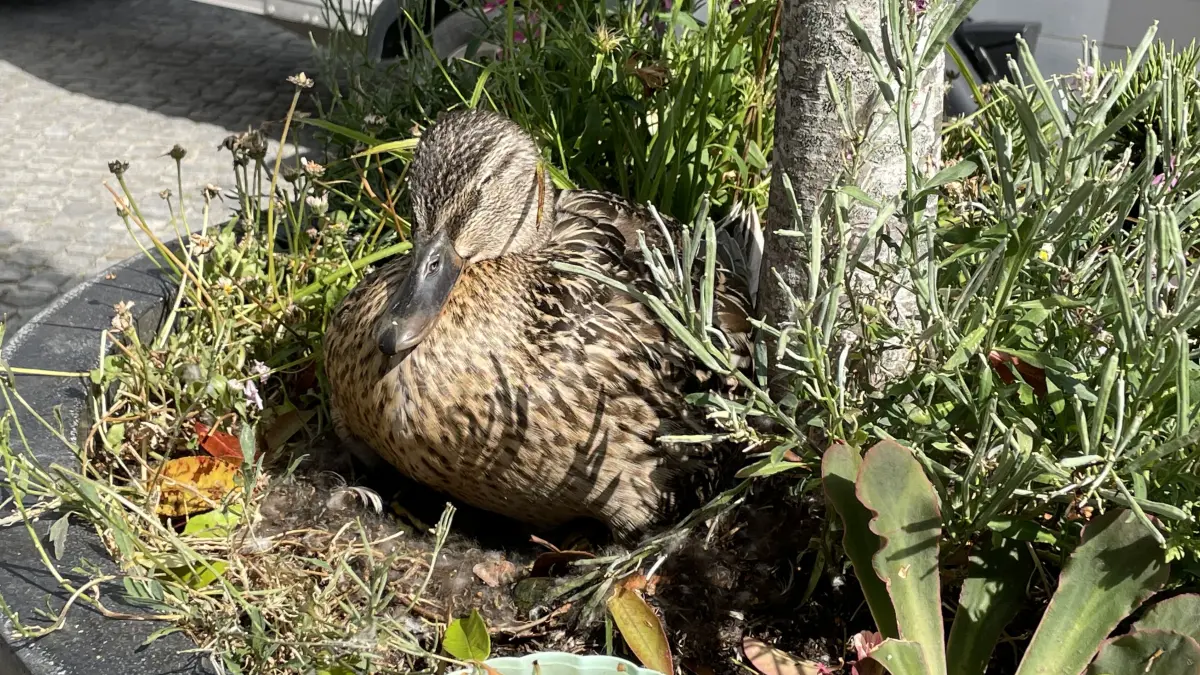 Direkt auf dem Marktplatz in Beeskow brütet eine Ente in einem Blumentopf. Eine Tierschützerin und eine Sprecherin des Nabu erklären die möglichen Gründe für die außergewöhnliche Brutstätte.