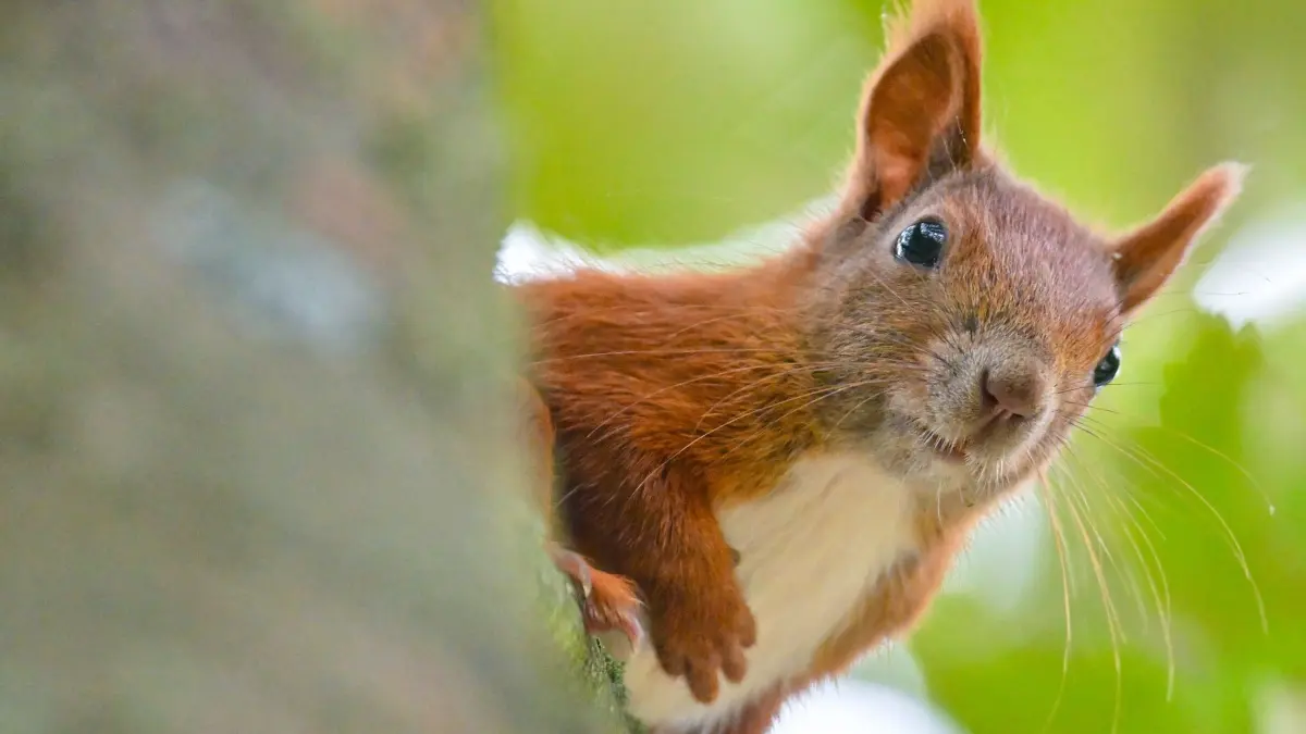 Ein Eichhörnchen blickt von einem Ast herab: ARCHIV - Bei Hitze wechseln auch Tiere in den Energiesparmodus. Gut also, wenn wir Menschen sie so wenig wie möglich stressen. (zu dpa: «Im Garten: So helfen Sie Wildtieren im Sommer») Foto: Patrick Pleul/dpa/dpa-mag - Honorarfrei nur für Bezieher des Dienstes dpa-Magazin +++ dpa-Magazin +++