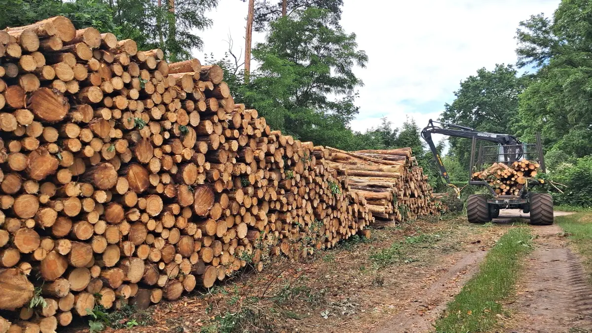 Holzstapel am Mäckersee in Eberswalde: Innerhalb einer Woche sind in einem Privatwald im Stadtteil Finow zahlreiche Bäume gefällt worden.