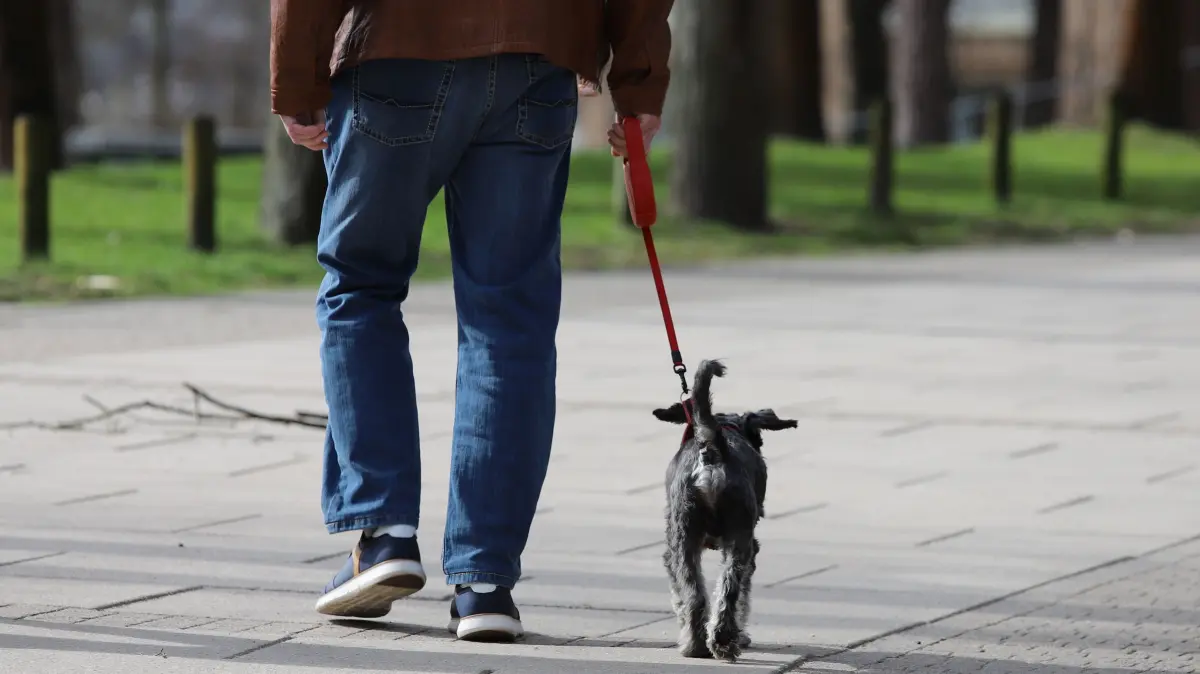 Hund auf der Promenade an der Seestraße in Bad Saarow. Das Amt Scharmützelsee schlägt eine Leinenpflicht für Hunde vor.