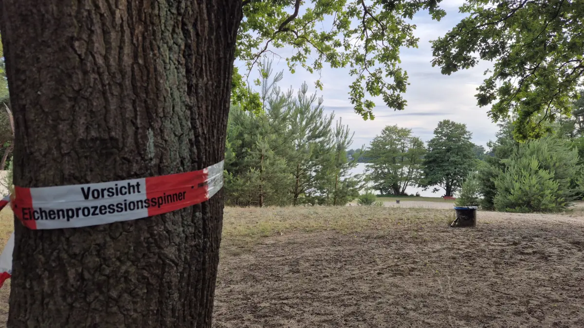 Der Eichenprozessionsspinner befällt zu dieser Jahreszeit viele Bäume – auch in Woltersdorf. Hier: Weißer Strand am Flakensee.