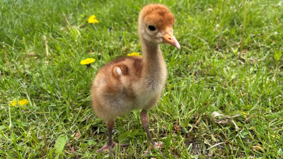 Das kleine Kranichküken ist erst wenige Tage alt, und allein nicht überlebensfähig. Es wurde von Spaziergängern aus falscher Tierliebe aus einem Nest genommen und landete schließlich in der Auffangstation Steinhöfel bei Angermünde.