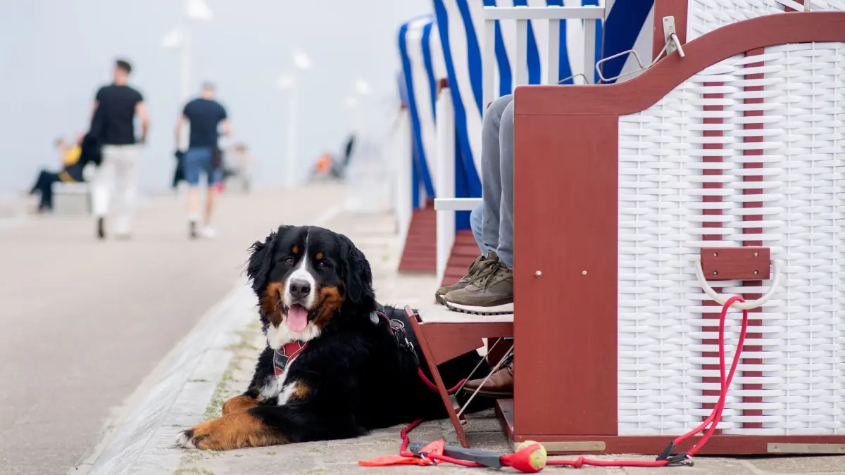 Ein Berner Sennenhund liegt neben einem Strandkorb