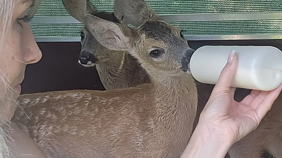 Bekommen die Flasche: Alle vier Stunden füttert Jana Feister die beiden Rehkitze. Anfangs bekamen die kleinen Rehe jede zweite Stunde die Flasche.